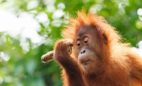tour torang utan bukit lawang