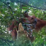 Open Trip Bukit Lawang