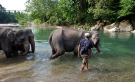 Konservasi Gajah Ekowisata Tangkahan