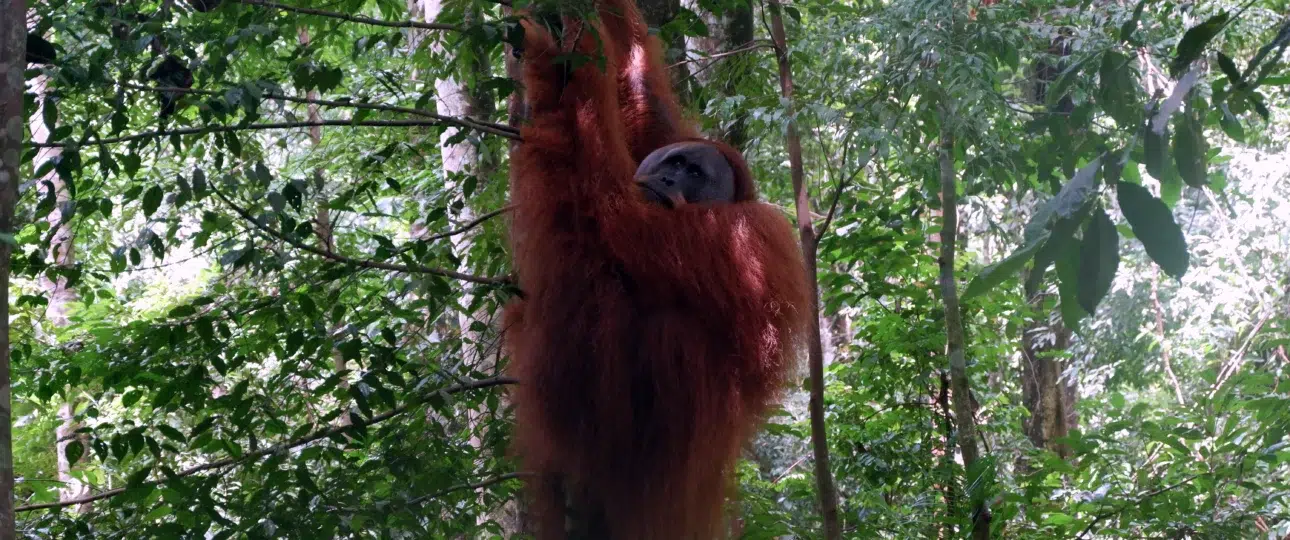 Object Wisata Orang Utan