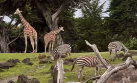 kebun binatang yang terdapat di Jakarta Selatan adalah