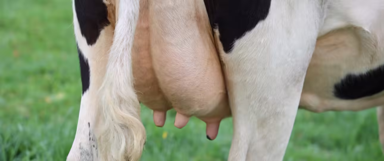 peternakan sapi perah cibugary