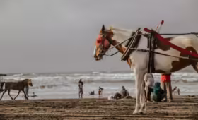 Pantai yang berada di Yogyakarta adalah