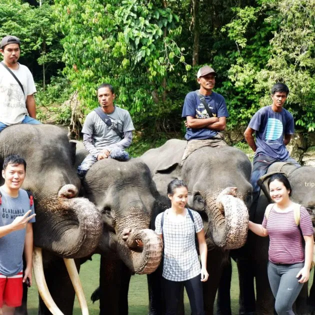 Gajah Medan Tangkahan