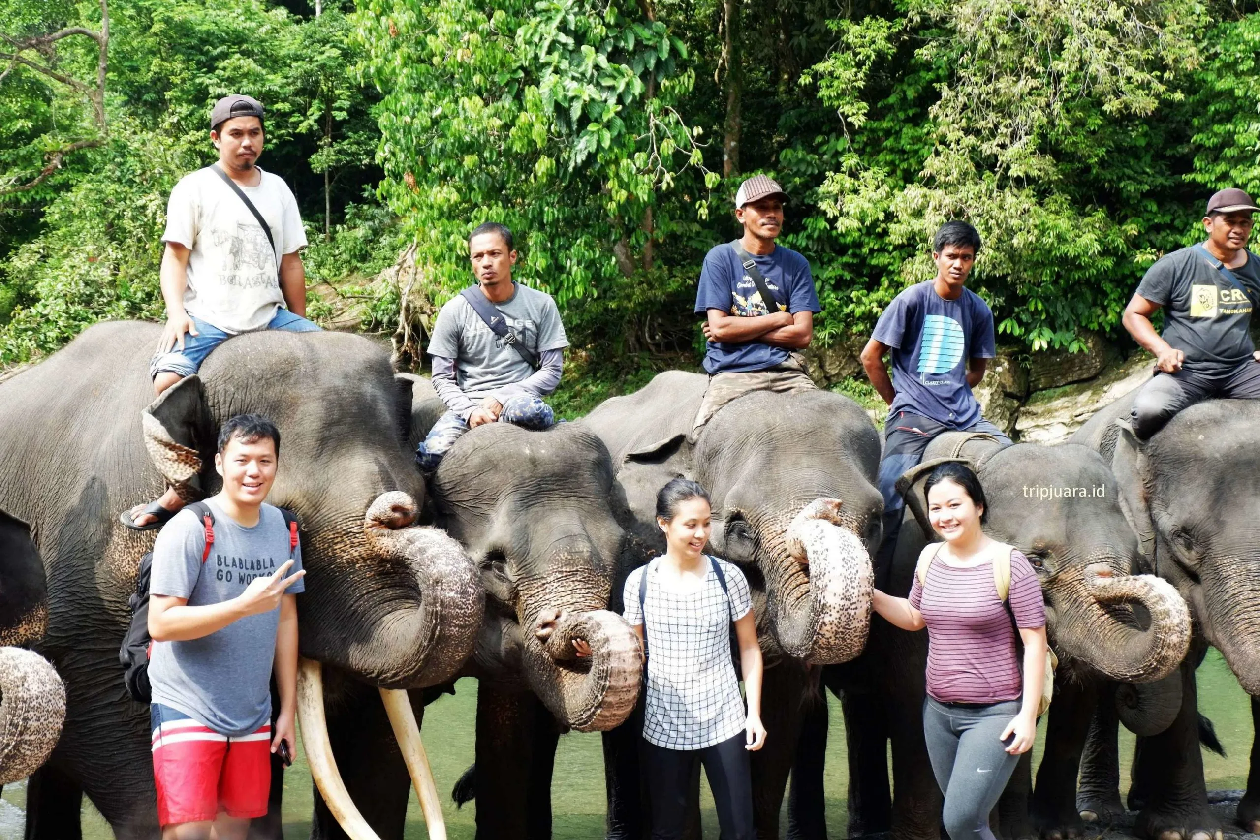 One Day Trip Tangkahan | Wisata Gajah Program