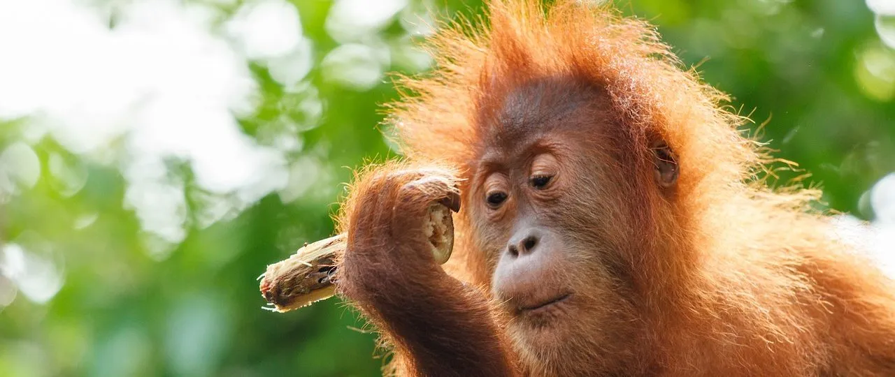 tour torang utan bukit lawang