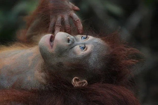 Paket Tour Bukit Lawang Orang Utan Sumatera
