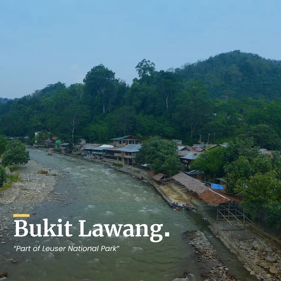 Bukit Lawang