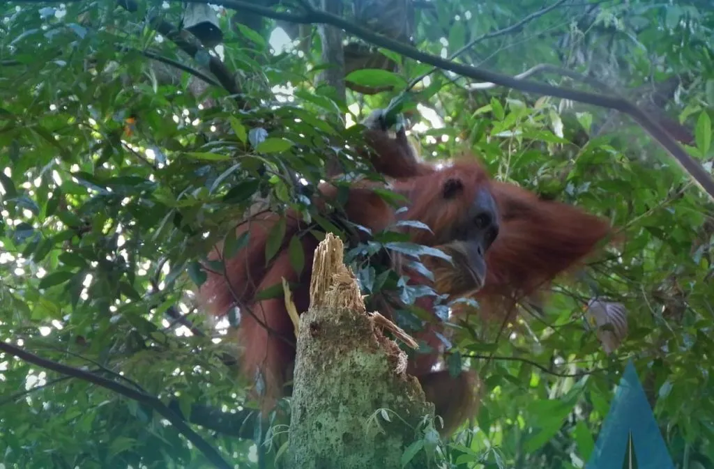 Open Trip Bukit Lawang