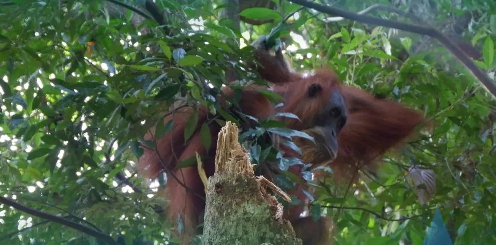 Open Trip Bukit Lawang