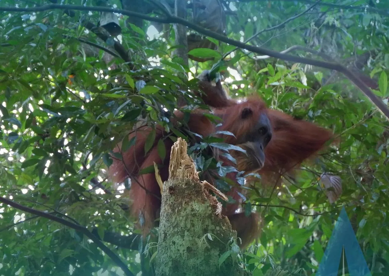 Orang Utan Bukit lawang