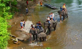 The Hidden Paradise Tangkahan Tour