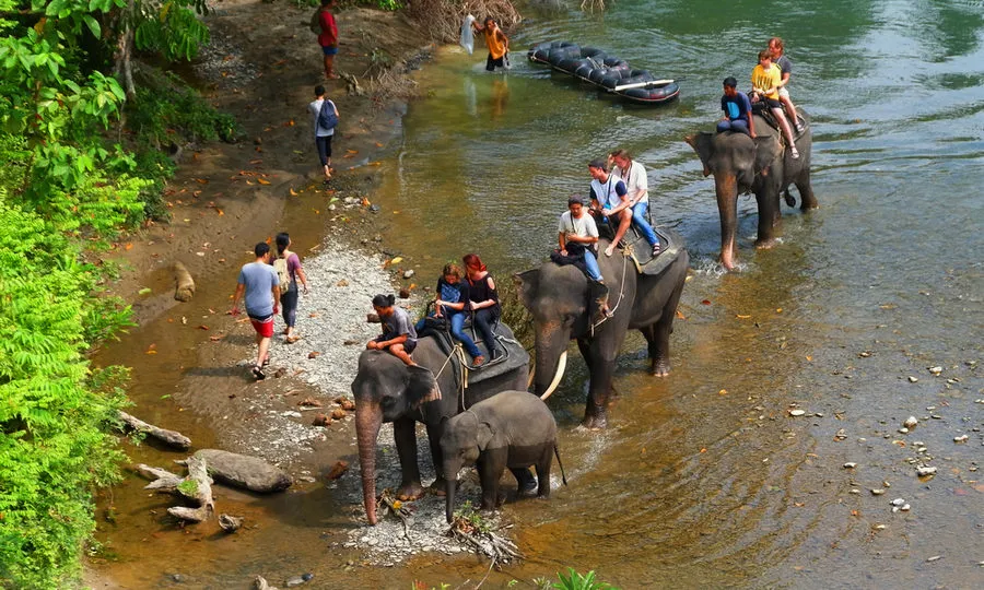 The Hidden Paradise Tangkahan Tour