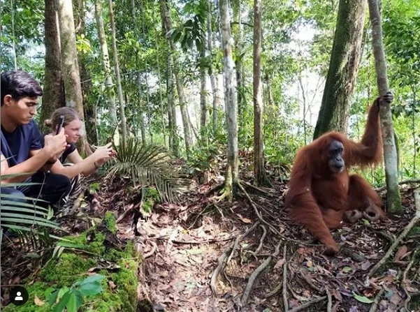 Open Trip Bukit Lawang | Foto Orangutan