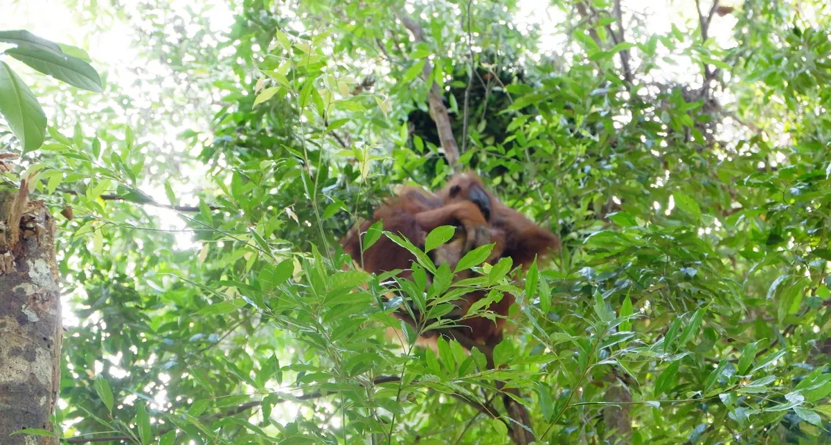 One Day Trip Bukit Lawang & Tour Orang Utan
