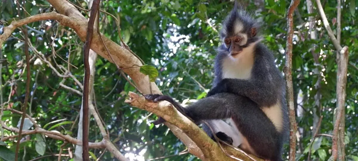 Bukit Lawang Tour Package - Thomas