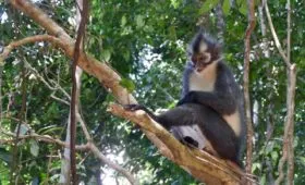 Bukit Lawang Tour Package - Thomas