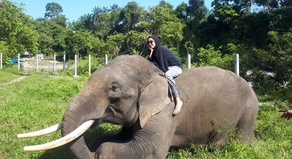 Tangkahan Tour Packages