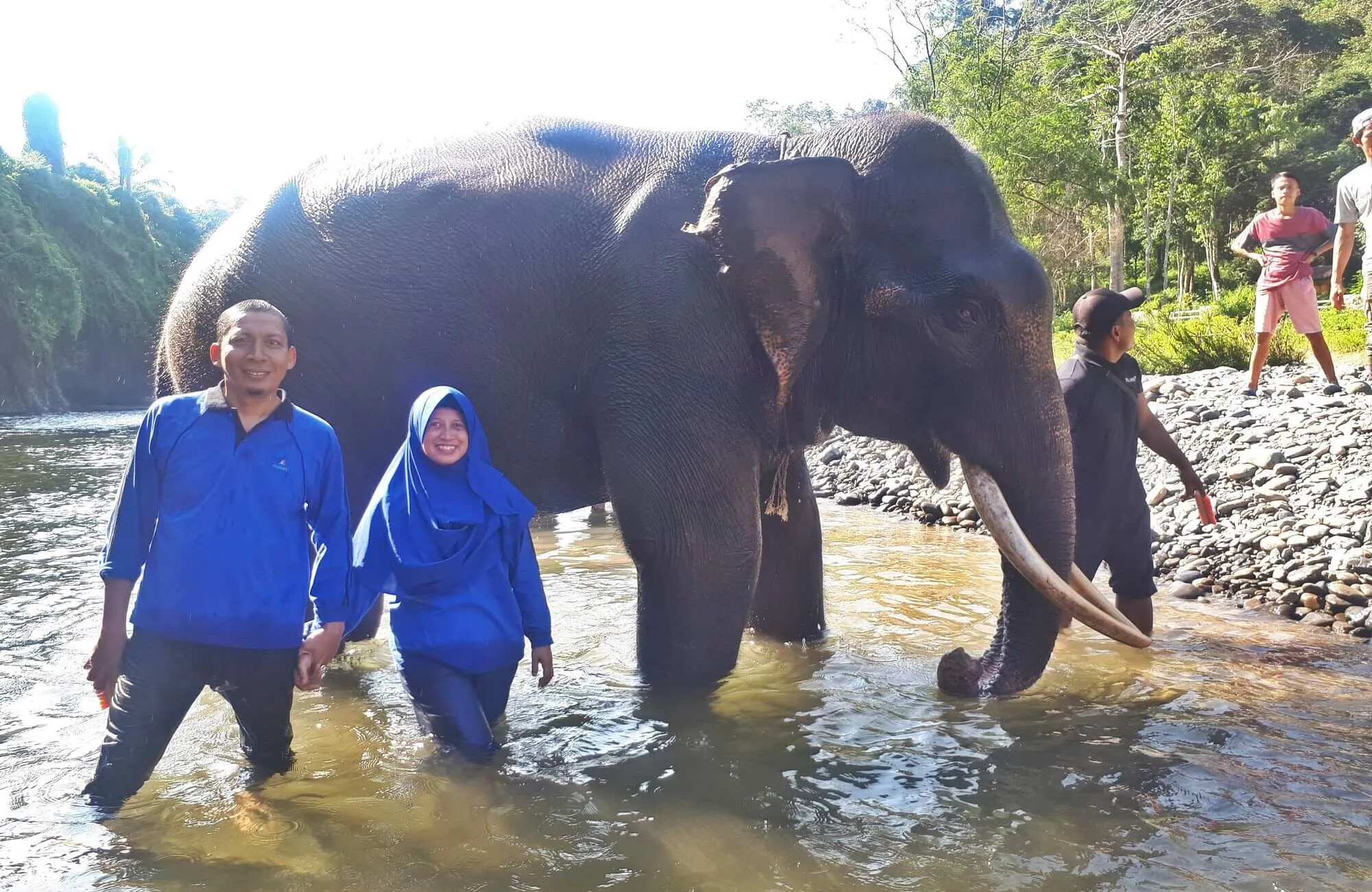 Memandikan Gajah Tangkahan