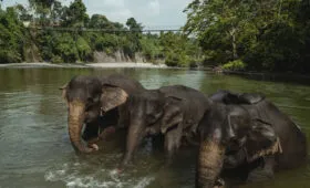 Konservasi Gajah Tangkahan - Terrario Tangkahan