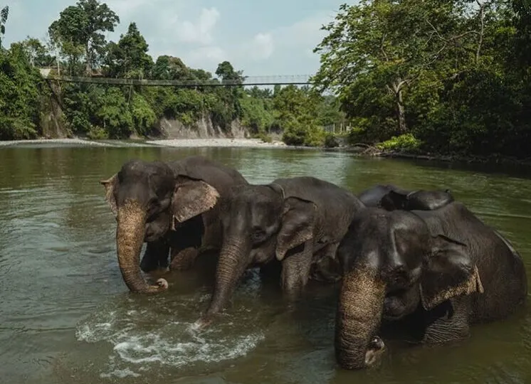 Konservasi Gajah Tangkahan - Terrario Tangkahan