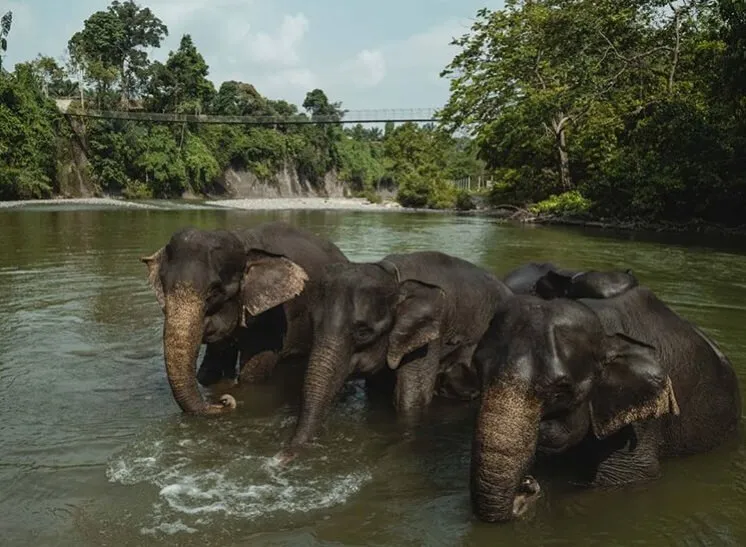 Konservasi Gajah Tangkahan - Terrario Tangkahan