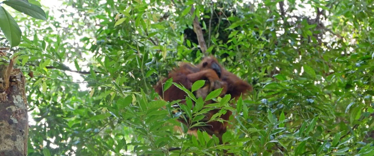 Konservasi Orangutan di Indonesia Sumatera