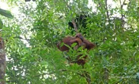 Konservasi Orangutan di Indonesia Sumatera