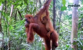 Orang Utan Bukit Lawang