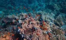 wisata laut di Indonesia