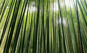 Dusun Bambu Lembang Sebuah Surga Tersembunyi Di Bandung