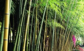 Dusun Bambu Sebuah Oase Alam Di Tengah Hektarku Kota