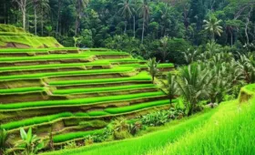 Ubud Surga Tersembunyi Di Pulau Bali